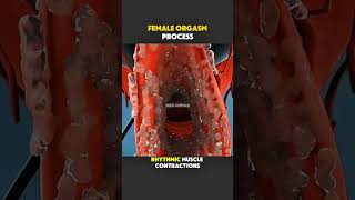 Female Orgasm Process (3D Animation) #female #femalereproductivesystem #reproductivesystem #femalehe