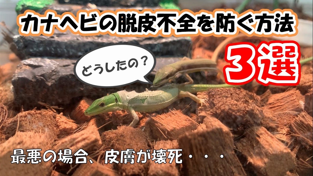 【脱皮不全予防3選】カナヘビの脱皮ビフォーアフター