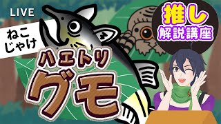 ※誘導枠※　雑談コラボ　「推し解説講座」～ハエトリグモ～　出演します！！