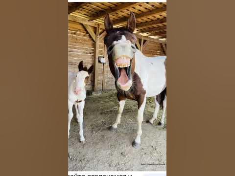 самеё смишни картинке - YouTube