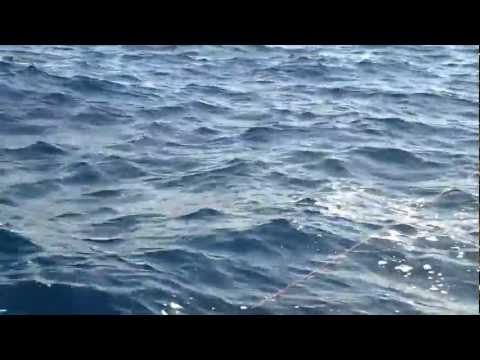 الحسبو وائل صيد زينوب مجرور 