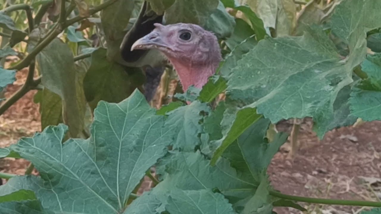 Hindilerde cinsiyet ayırımı nasıl anlaşılır / yetişkin olmayan hindilerde cinsiyet ayırımı yapma.