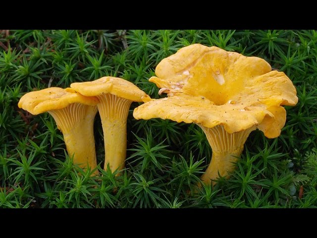 Грибы съедобные и несъедобные // Утро на 5