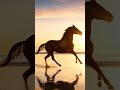 Horses 🐎 #raning #viralvideo #sunset