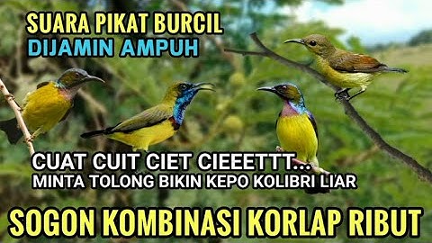 Suara pikat sogon kombinasi korlap#pikatburung (Mp3 pikat ampuh)