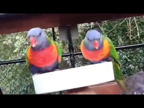 Lorikeets Feeding /Fig Tree Pocket /Brisbane Australia #travel