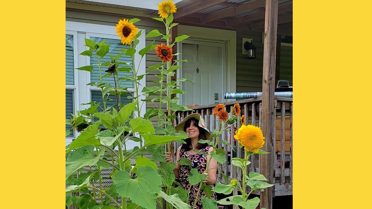 How to Grow Sunflowers! Starting Sunflowers Sunflower Seed Haul #Gardening #Sunflowers - YouTube