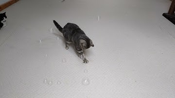 British Shorthair Cat Reacts To CatNip Bubbles | 8K