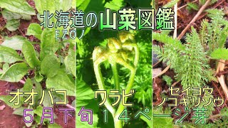 永久保存版 北海道の山菜図鑑【EZOノ山菜図鑑】１４ページ芽～オオバコ、セイヨウノコギリソウ、ワラビ～