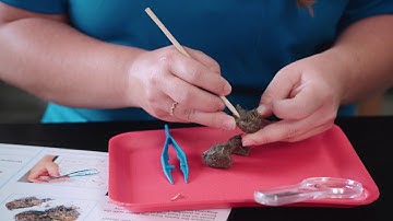 Carolina Quick Tips: Owl Pellet Dissection