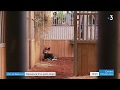 Naissance dun bb okapi au zooparc de beauval