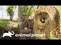 O guepardo Laurence conhece seu novo amigo | A Família Irwin | Animal Planet Brasil