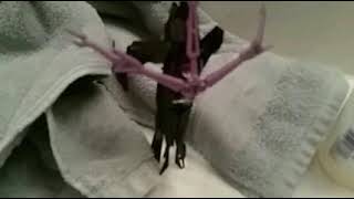 Transformers stop motion (airachnid vs wind blade)
