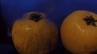 JOS Great Pumpkin Drop 2015