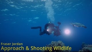 Approach Shooting Wildlife Underwater L Liquid Motion Underwater Film Academy Cozumel