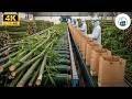 Inside Smurfit Kappa's Factory: How Bamboo Paper Bags are Made (Full Process)
