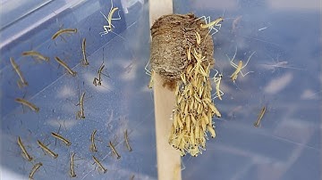 Praying Mantis Hatching Timelapse