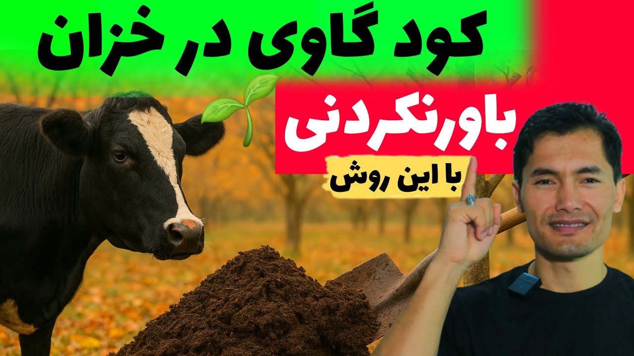 کود گاوی در خزان: ۶ روش استفاده که رشد و حاصل را در بهار چندبرابر میکند