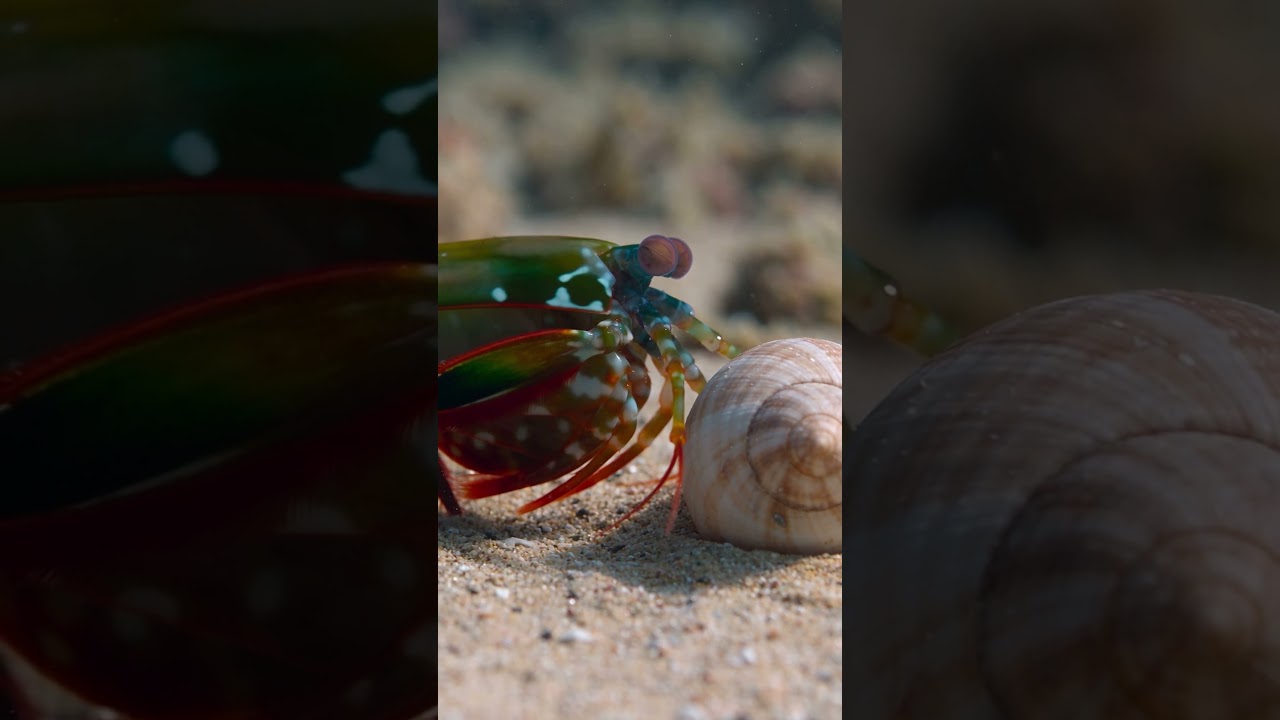 The Mantis Shrimp Has an Incredible Punch! 🦐 #wildlife #shorts