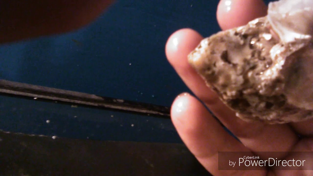 live oysters from Kroger in a freshwater aquarium YouTube