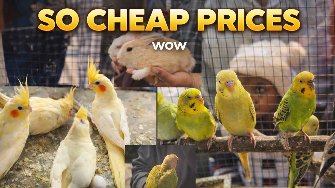 Посещение местного рынка птиц (самая низкая цена)