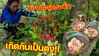 ของดีอยู่ตรงนี้!? แหวกออกเกิดกันเป็นดง!! ออกหาเห็ดแต่เช้ามืด