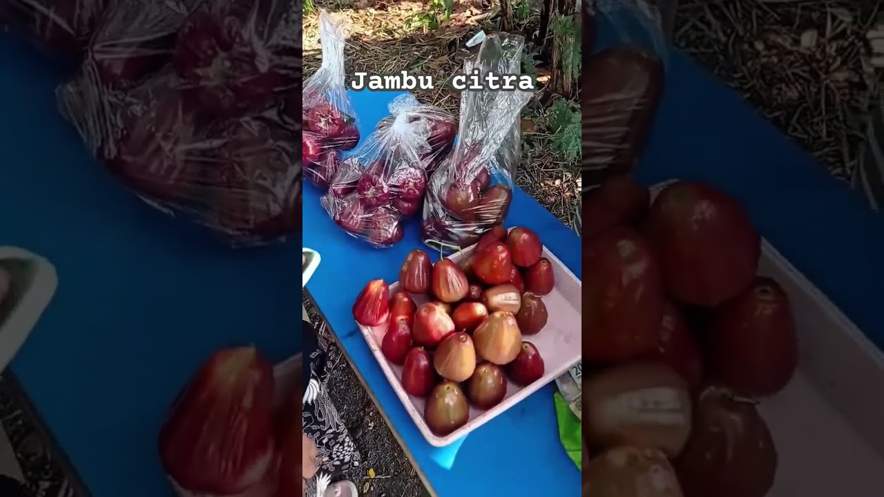 jambu citra #shorts #budidayatanaman #fruit #water apple #viral #pertanian #berkebun #buah