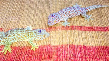 Tắc kè thuần phục cũng có lúc hung dữ khi bị đói (hungry tamed-gecko got angry)