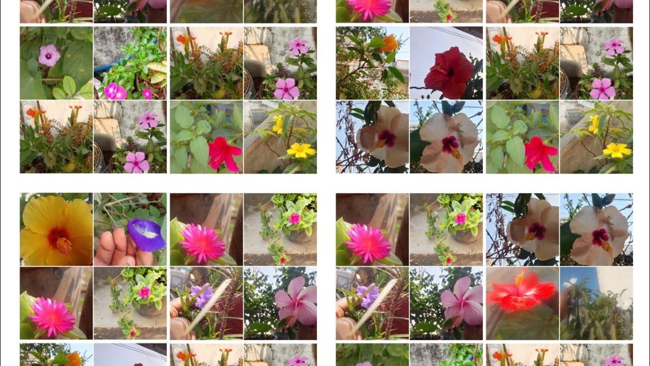 February 22, 2026 🌱💐 ll Beautiful flowers Overview 🌿