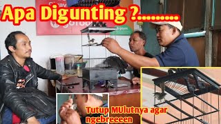 CEK KebENaran || burung Ciblek Viral Tanpa Ruji di Kontesan