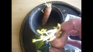 примерно так сажаем морковь на семена(как я садушку на семена выбираю., 2016-04-04T12:36:57.000Z)