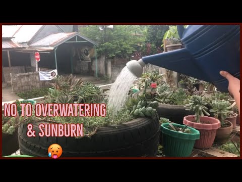 HOW TO AVOID OVERWATERING YOUR SUCCULENTS | SULOY BATANGAS | Alyssa Atienza