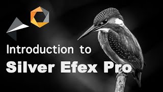 Introduction to SILVER EFEX PRO by DXO (Part of the NIK Collection)