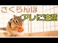 シマリスにさくらんぼをあげるときに注意したいコト/Squirrel eating