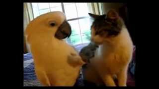 Бесподобные кошки - Funny cats. Удивительные ласки кошки и попугая:) Бесподобные кошки - Funny cats. Удивительные ласки кошки и попугая:)
