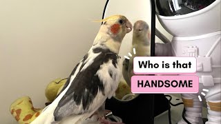 Cockatiel Singing for himself