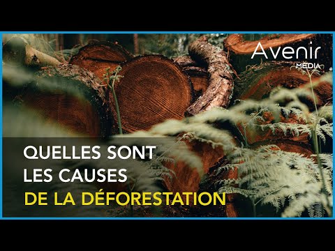 Vidéo: Quelles étaient les causes de la déforestation pendant la domination coloniale ?