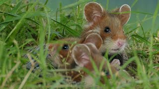 4K Wild European Hamster family with soft classical music No 2 screenshot 4