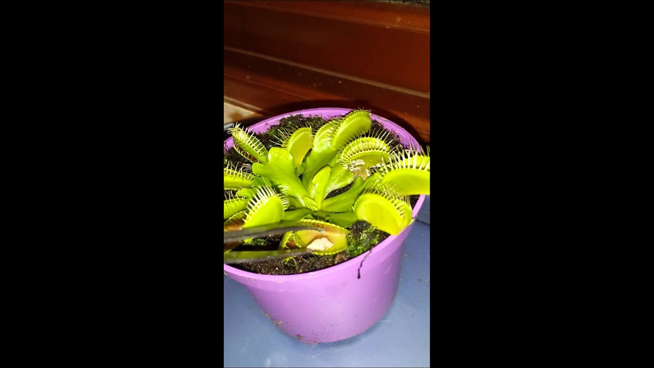 Venus fly trap feeding with tuna YouTube