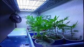 Grow Boss  Customer Testimonial Ny John Update Clones Looking Great