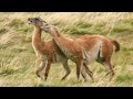 The Wild Patagonia Collection | Top 5 | BBC Earth