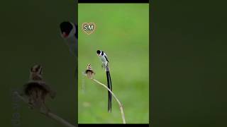 The Moste Angel Beautiful Lovely Bird's 🐦🥰.#lovebirdsprotectbirds #birds #aartisingh#winterbirds\