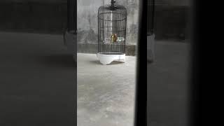 Download Lagu suara pleci ngeplong MP3 Download Lagu suara pleci ngeplong MP3