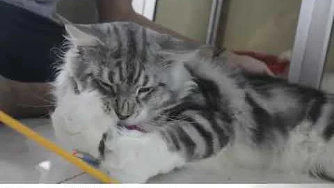 Watch the video about Kucing Mainecoon Silver Tabby and White [Clover Bee Cats]