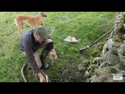 Video: Cara Memburu Kelinci Dengan Anjing Dengan Betul