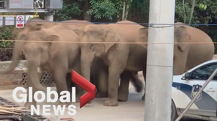 Elephant’s cross country journey through China continues to puzzle experts - DayDayNews