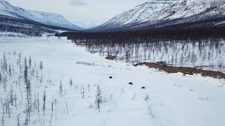 Лама ЛЕДНИКВОЕ ПРИКЛЮЧЕНИЕ