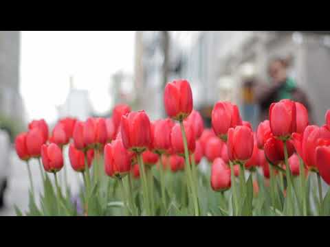 Relaxing Plano Music Sleep Music Water Sounds Relaxing Music Meditation Music Nature