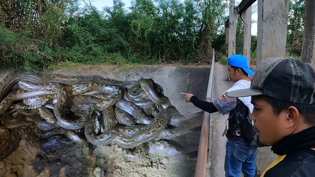 13 na sawa nakuha sa ilalim ng lumang river dam