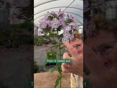 Video: Info om trädgårdsflox - Att odla tålig trädgårdsflox